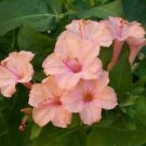 25 Seeds - Salmon Four O'clock Flowers Seeds - Beautiful Flower Home Garden #trck7