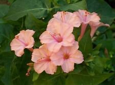 25 Seeds - Salmon Four O'clock Flowers Seeds - Beautiful Flower Home Garden #trck7