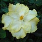 20 Seeds - Double Yellow White Seeds Flower - Beautiful Flower Home Garden #trck7