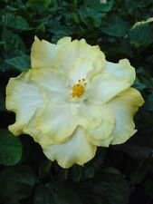 20 Seeds - Double Yellow White Seeds Flower - Beautiful Flower Home Garden #trck7