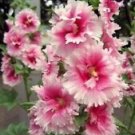 25 Seeds - Pink White Hollyhock Seeds Perennial - Beautiful Flower Home Garden #trck7