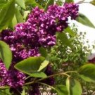 25 Seeds - Dark Purple Lilac Seeds Tree Fragrant Hardy - Beautiful Flower Home Garden #trck7