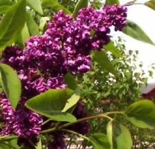 25 Seeds - Dark Purple Lilac Seeds Tree Fragrant Hardy - Beautiful Flower Home Garden #trck7