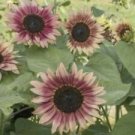25 Seeds - Strawberry Blonde Sunflower Seeds Flowers - Beautiful Flower Home Garden #trck7