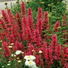100 Seeds - Raspberry Hyssop Seeds - Beautiful Flower Home Garden #trck7