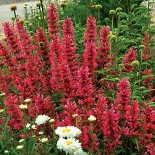 100 Seeds - Raspberry Hyssop Seeds - Beautiful Flower Home Garden #trck7