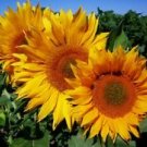 25 Seeds - Apricot Daisy Sunflower Seeds Flowers - Beautiful Flower Home Garden #trck7