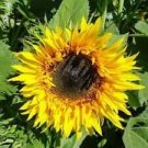 25 Seeds - Sunburst Panache Sunflower Seeds - Beautiful Flower Home Garden #trck7