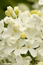 25 Seeds - Angel White Lilac Seeds Tree Fragrant Hardy - Beautiful Flower Home Garden #trck7
