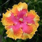 20 Seeds - Pink Yellow Orange Hibiscus Seeds Flowers - Beautiful Flower Home Garden #trck7