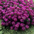 25 Seeds - Bright Pink Alyssum Seeds Carpet Flower - Beautiful Flower Home Garden #trck7