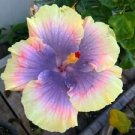 20 Seeds - Light Yellow Pink Purple Hibiscus Seeds - Beautiful Flower Home Garden #trck7