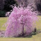 5 Seeds - Weeping Purple Cherry Tree Seeds - Beautiful Flower Home Garden #trck7