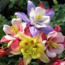 50 Seeds - Origami Mix Columbine Seeds Flower - Beautiful Flower Home Garden #trck7