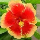 20 Seeds - Orange Hibiscus Seeds Flowers - Beautiful Flower Home Garden #trck7