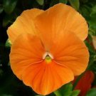 100 Seeds - Swiss Giants Orange Sun Pansy Seeds - Beautiful Flower Home Garden #trck7