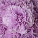 100 Seeds - Lavender Carnation Seeds Dianthus Flowers - Beautiful Flower Home Garden #trck7