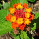 25 Seeds - Lantana Camara Flower Seeds Verbenaceae - Beautiful Flower Home Garden #trck7