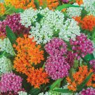 100 Seeds - Mixed Asclepias Seeds Asclepias - Beautiful Flower Home Garden #trck7