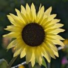 25 Seeds - Butter Chiffon Sunflower Seeds - Beautiful Flower Home Garden #trck7