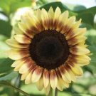 25 Seeds - Procut Red Lemon BiColor Sunflower Seeds - Beautiful Flower Home Garden #trck7