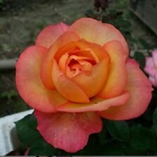 10 Seeds - Bright Pink Orange Rose Seeds Flower Bush - Beautiful Flower Home Garden #trck7