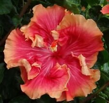 20 Seeds - Double Red Orange Hibiscus Seeds - Beautiful Flower Home Garden #trck7