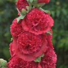 25 Seeds - Double Rosey Red Hollyhock Seeds - Beautiful Flower Home Garden #trck7