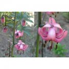 20 Seeds - Lilium Martagon Pilosiusculum Seeds - Beautiful Flower Home Garden #trck7