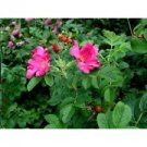 25 Seeds - Rosa Rugosa Pink Seeds Japanese Rose - Beautiful Flower Home Garden #trck7