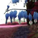 25 Seeds - Sapharie Blue Bleeding Heart Seeds - Beautiful Flower Home Garden #trck7