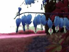 25 Seeds - Sapharie Blue Bleeding Heart Seeds - Beautiful Flower Home Garden #trck7