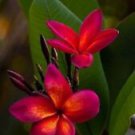 5 Seeds - Dark Pink Orange Plumeria Seeds Plants Flower - Beautiful Flower Home Garden #trck7