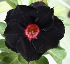 4 Seeds - Black Red Desert Rose Seeds Adenium - Beautiful Flower Home Garden #trck7