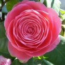 10 Seeds - Camellia Flower Seeds Annual Camellia Japonica - Beautiful Flower Home Garden #trck7