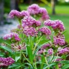 100 Seeds - Carmine Milkweed Seeds Asclepias Tuberosa - Beautiful Flower Home Garden #trck7