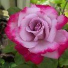 10 Seeds - Purple Pink Rose Seeds Flower Bush Perennial - Beautiful Flower Home Garden #trck7