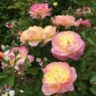 10 Seeds - Light Yellow Pink Rose Seeds Flower Bush - Beautiful Flower Home Garden #trck7