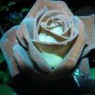 10 Seeds - Chocolate Mint Rose Seeds Flower Bush - Beautiful Flower Home Garden #trck7