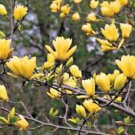 5 Seeds - Butterfly Magnolia Seeds Lily Flower Tree - Beautiful Flower Home Garden #trck7
