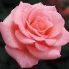 10 Seeds - Soft Pink Rose Seeds Flower Bush Perennial - Beautiful Flower Home Garden #trck7