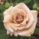 10 Seeds - Hot Chocolate Rose Seeds Flower Bush Perennial - Beautiful Flower Home Garden #trck7