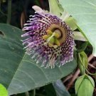 20 Seeds - Passiflora Ligularis Seeds Sweet Granadilla - Beautiful Flower Home Garden #trck7