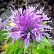 100 Seeds - Light Purple Bee Balm Seeds Bloom - Beautiful Flower Home Garden #trck7
