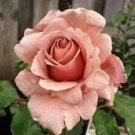 10 Seeds - Light Brown Rose Seeds Flower Bush Perennial - Beautiful Flower Home Garden #trck7