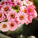 50 Seeds - Exquisite Zinnia Seeds - Beautiful Flower Home Garden #trck7