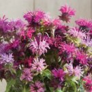 100 Seeds - Pink Purple Bee Balm Seeds Flowers Seed - Beautiful Flower Home Garden #trck7