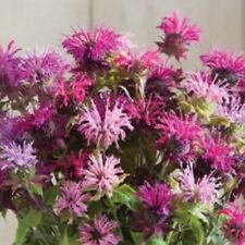 100 Seeds - Pink Purple Bee Balm Seeds Flowers Seed - Beautiful Flower Home Garden #trck7