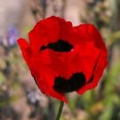 200 Seeds - Turkish Tulip Poppy Seeds Papaver Glaucum - Beautiful Flower Home Garden #trck7