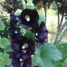 25 Seeds - Dark Black Purple Hollyhock Seeds - Beautiful Flower Home Garden #trck7